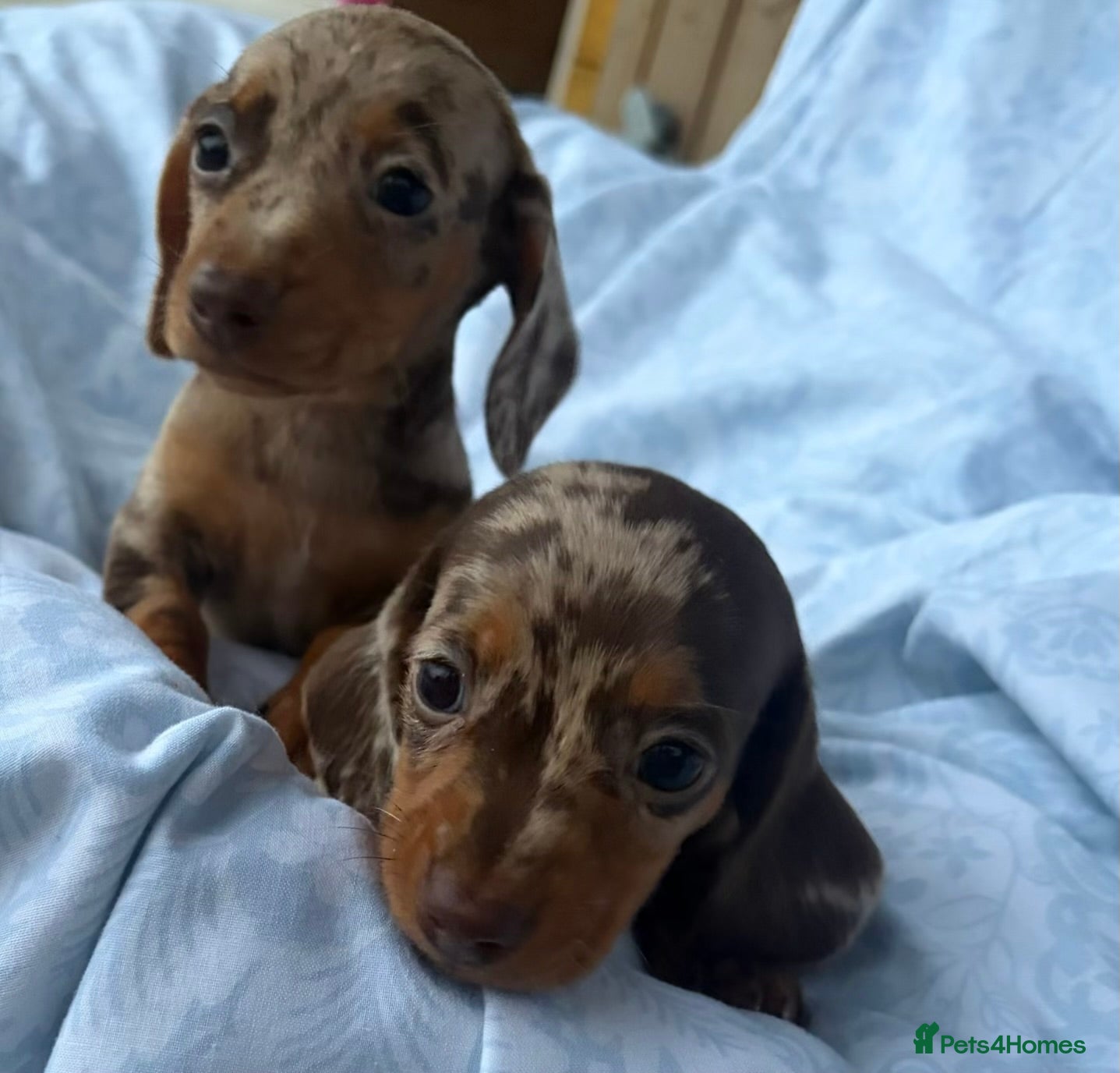Dachshund dogs Gorgeous Dachshund Puppies! - Advert 3