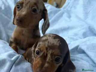 Dachshund dogs Gorgeous Dachshund Puppies! - Advert 18