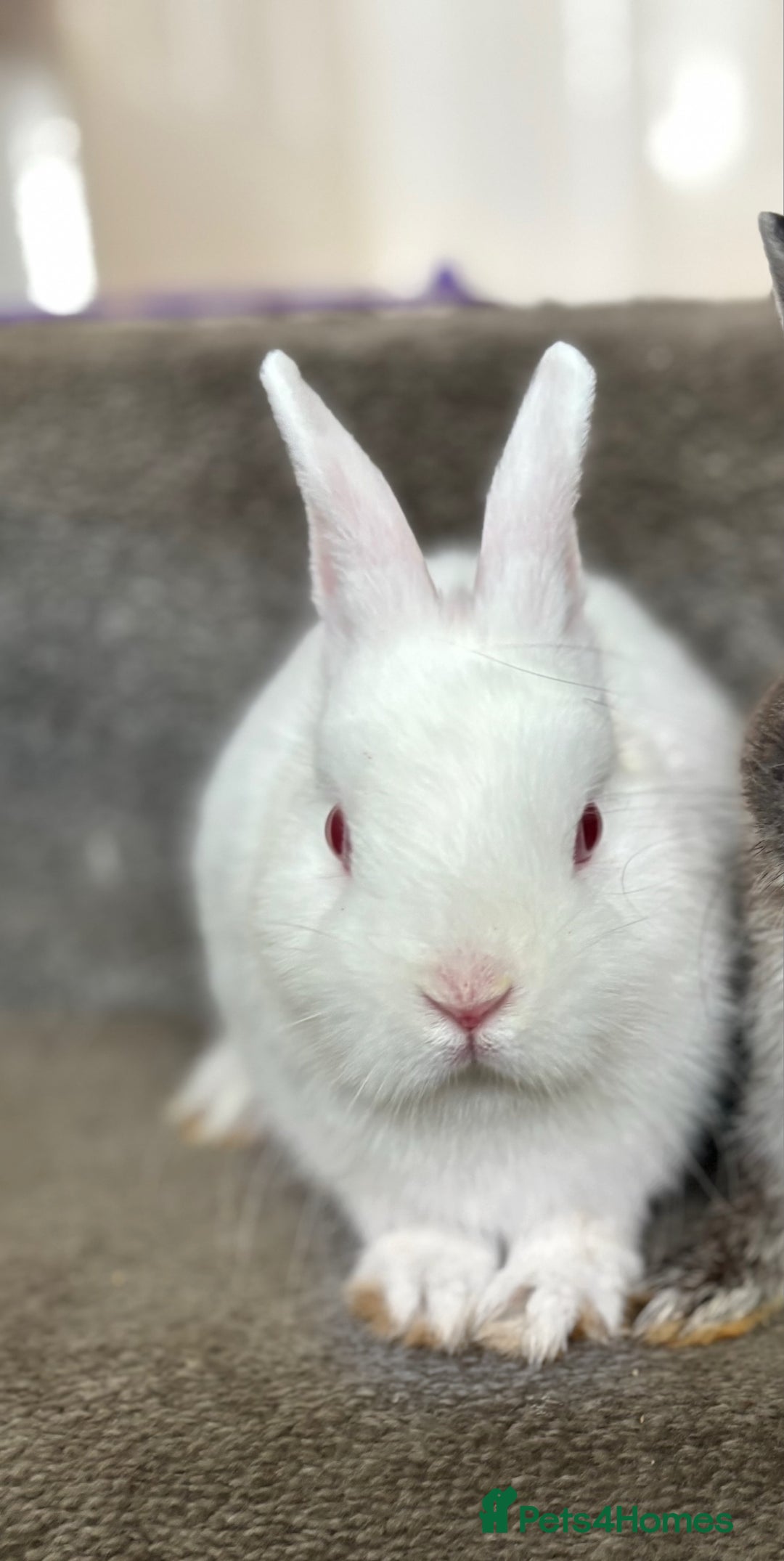 Netherland Dwarf rabbits for sale: Pure bred netherland dwarf ready to reserve  - Image 19