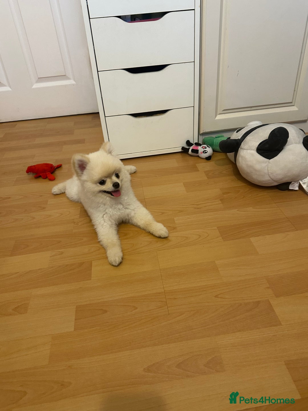 Pomeranian dogs for sale: 🐾✨ Adorable Male White Pomeranian Puppy ✨🐾 - Image 6