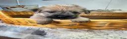Mixed Breed dogs for sale: Stunning Norjacks - Advert 6
