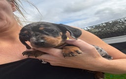 Miniature Dachshund dogs for sale: Beautiful kc registered miniature dachshunds  - Image 19