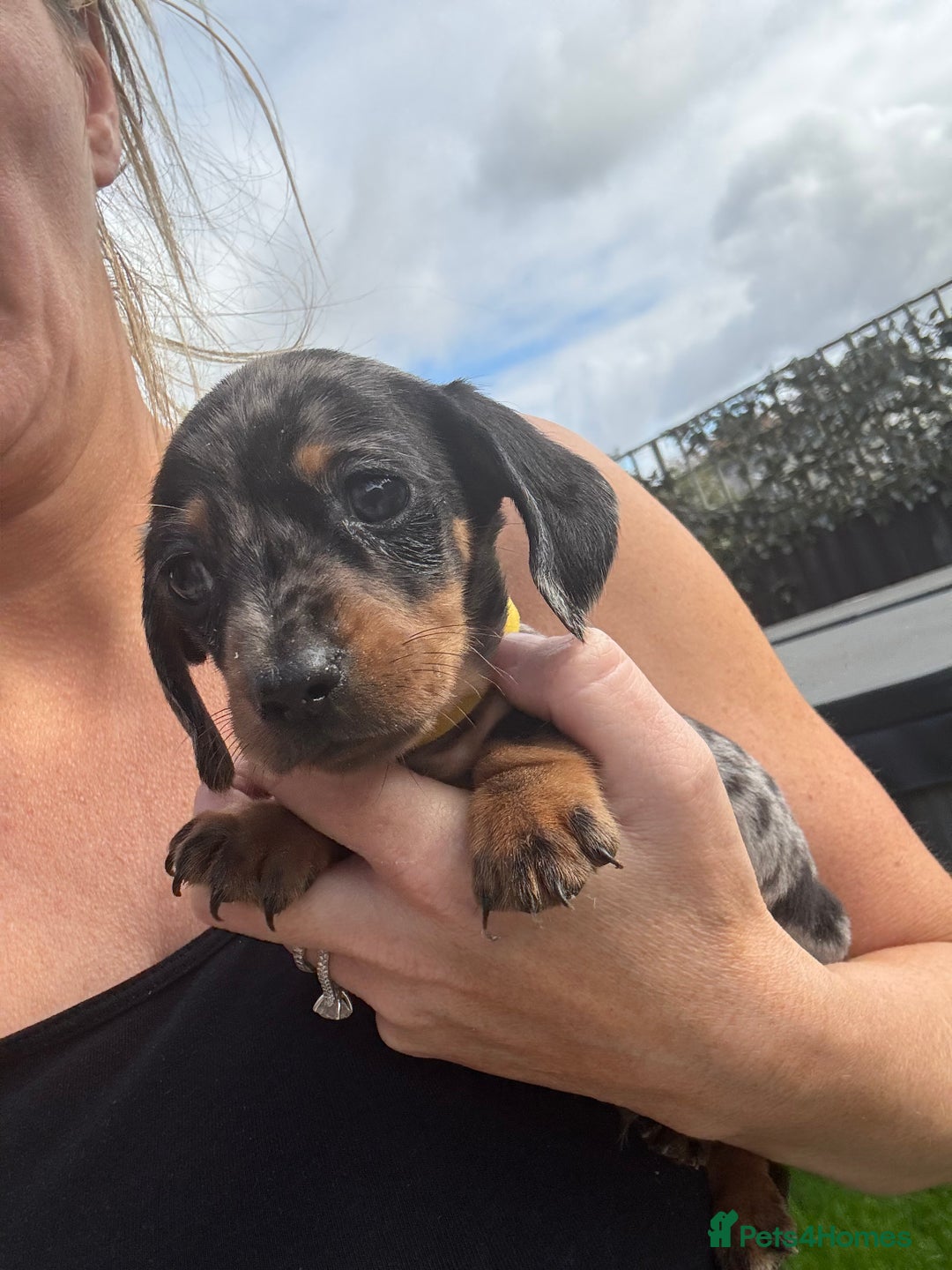 Miniature Dachshund dogs for sale: Beautiful kc registered miniature dachshunds  - Image 19
