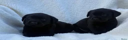 Labrador Retriever dogs for sale: Labrador retriever - Advert 3