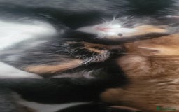 Mixed Breed cats for sale: Beautiful kittens needing loving homes - Image 3