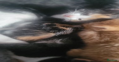 Mixed Breed cats - Advert 1