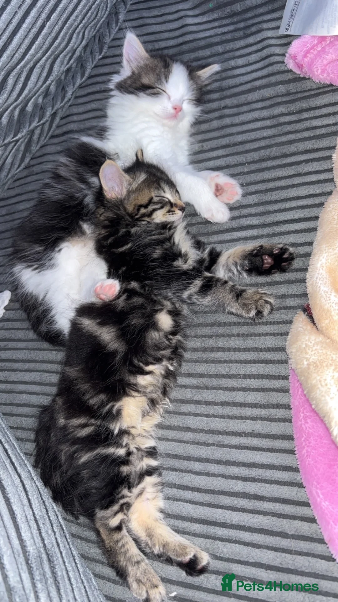 Mixed Breed cats for sale: Beautiful fluffy kittens in Selby - Advert 2