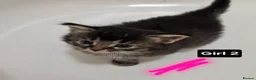 Persian cats for sale: Fluffy Perisan Kittens looking for Forever Homes in Edinburgh - Advert 22