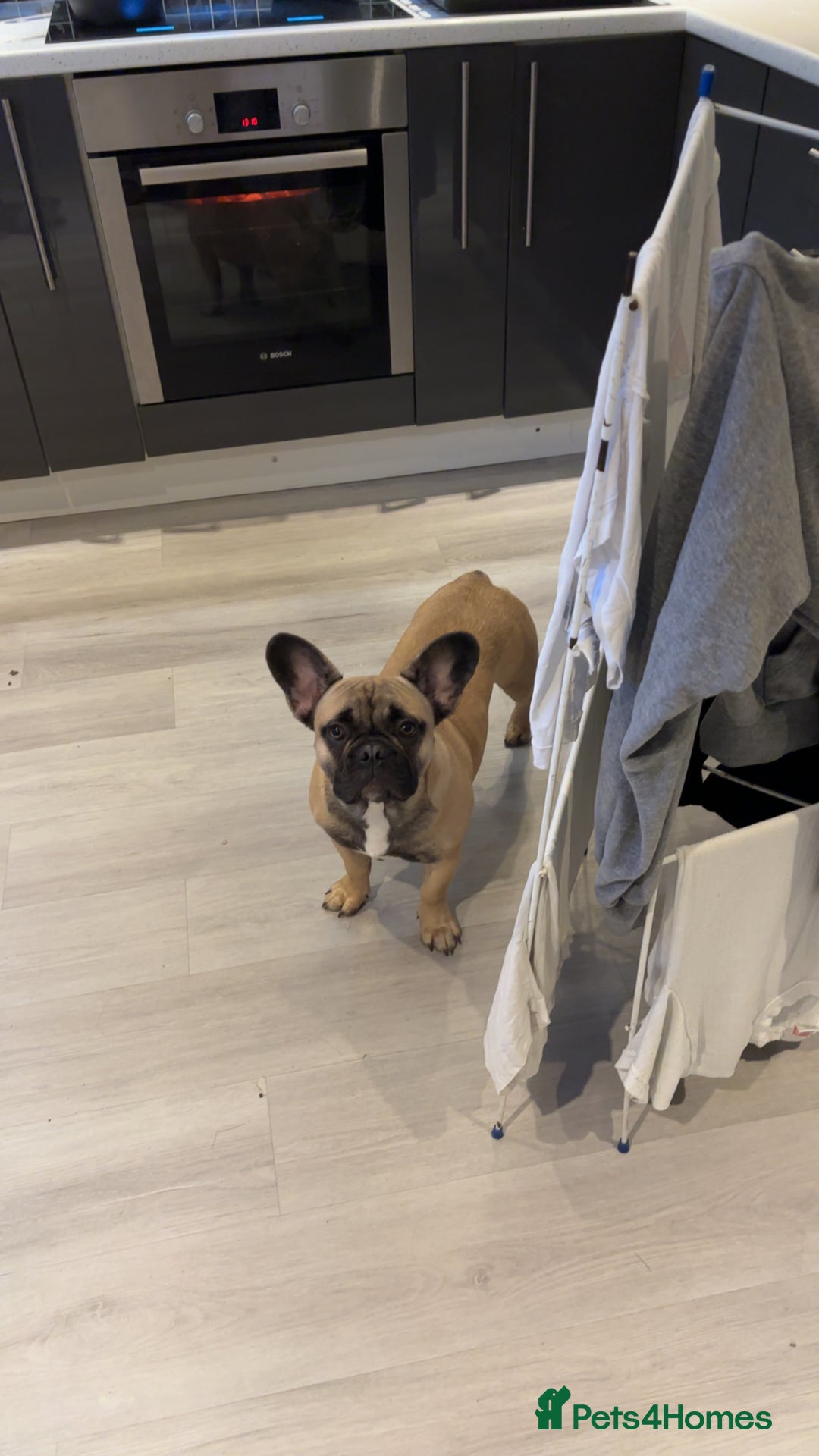 French Bulldog dogs for sale: Enzo Frenchie - Advert 1