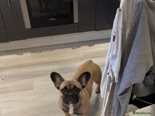 French Bulldog dogs Enzo Frenchie - Advert 1