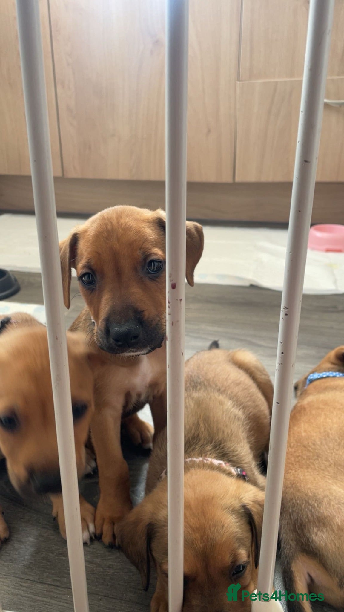 Mixed Breed dogs Male 1  - Advert 10