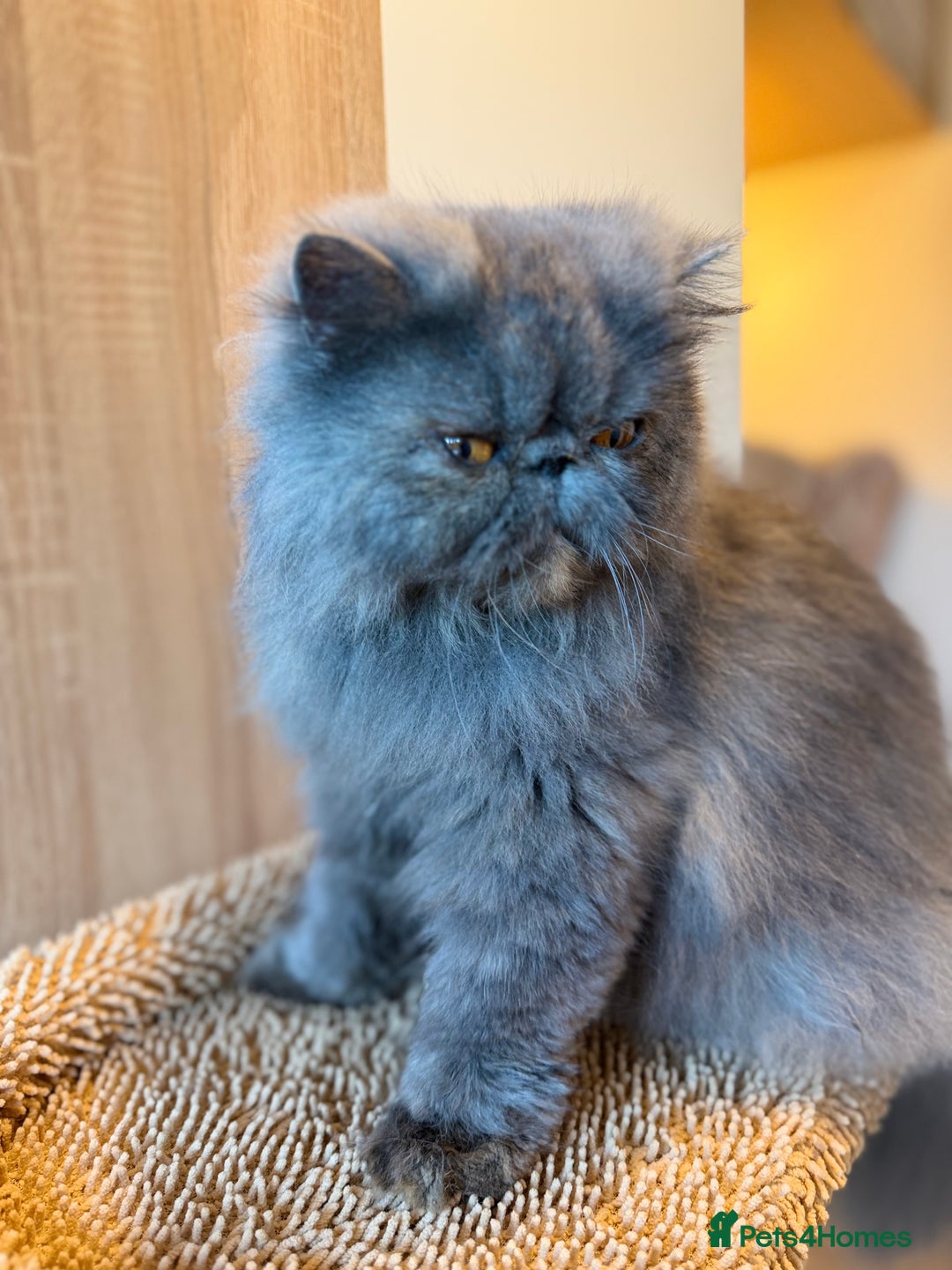 Persian cats for sale:  Persian Queen-Active. American Bloodlines, GCCF. - Advert 10