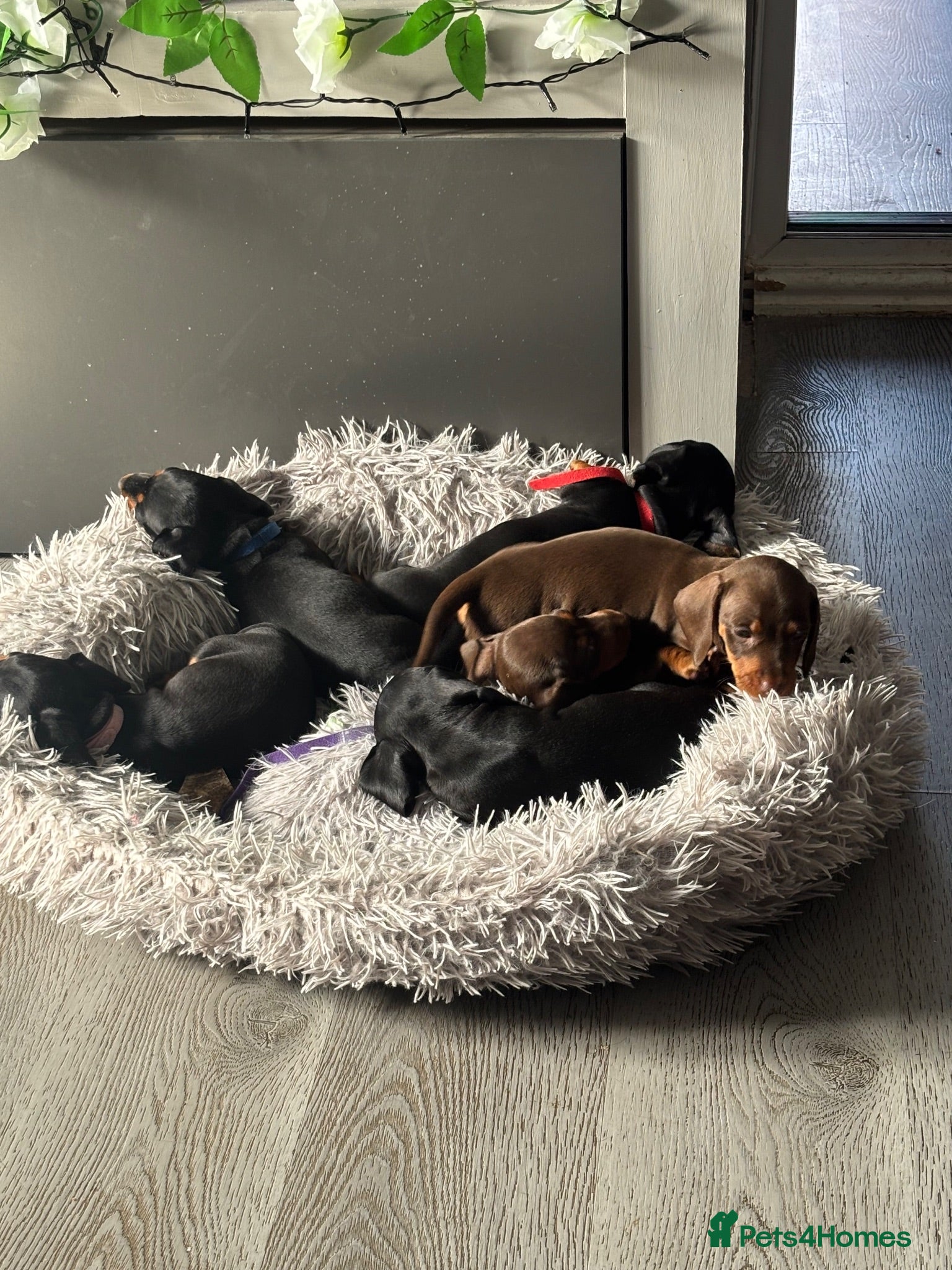 Miniature Dachshund dogs 6x miniature dachshund puppies - Advert 1