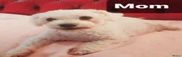 Bichon Frise dogs for sale: Cilla and Alfie have had puppies  - Advert 3