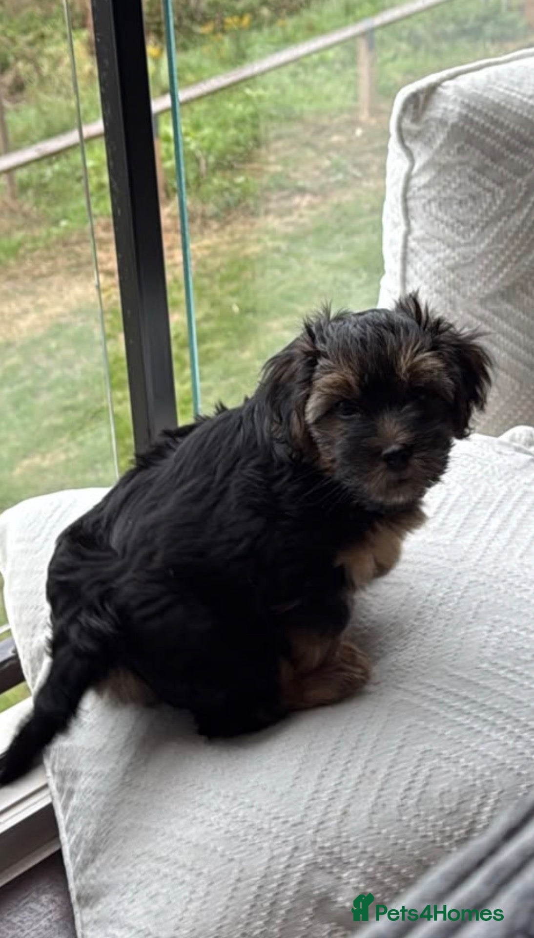 Norfolk Terrier dogs 🐾 Gorgeous Boy Looking for His Forever Home 🏡❤️ - Advert 13