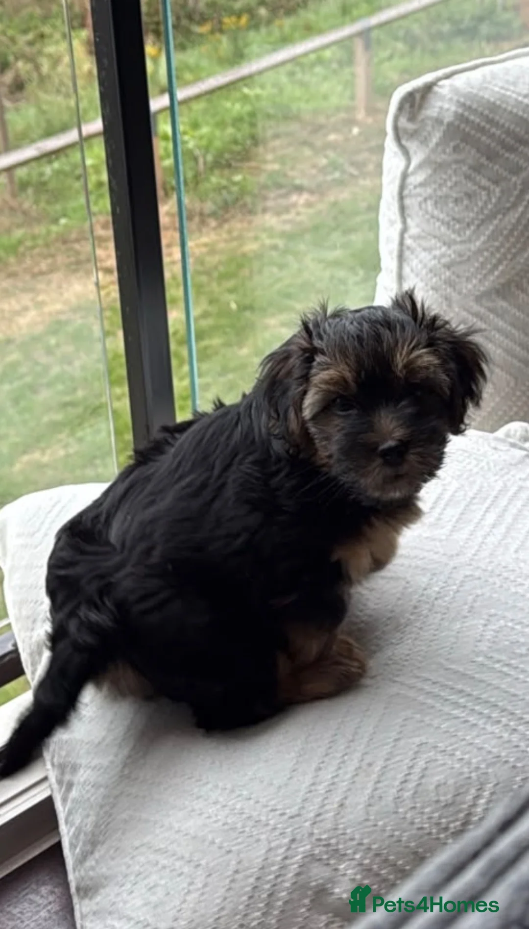 Norfolk Terrier dogs for sale: 🐾 Gorgeous Boy Looking for His Forever Home 🏡❤️ - Advert 1