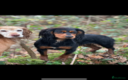 Cocker Spaniel dogs for sale: One beautiful working cocker girl  - Image 6