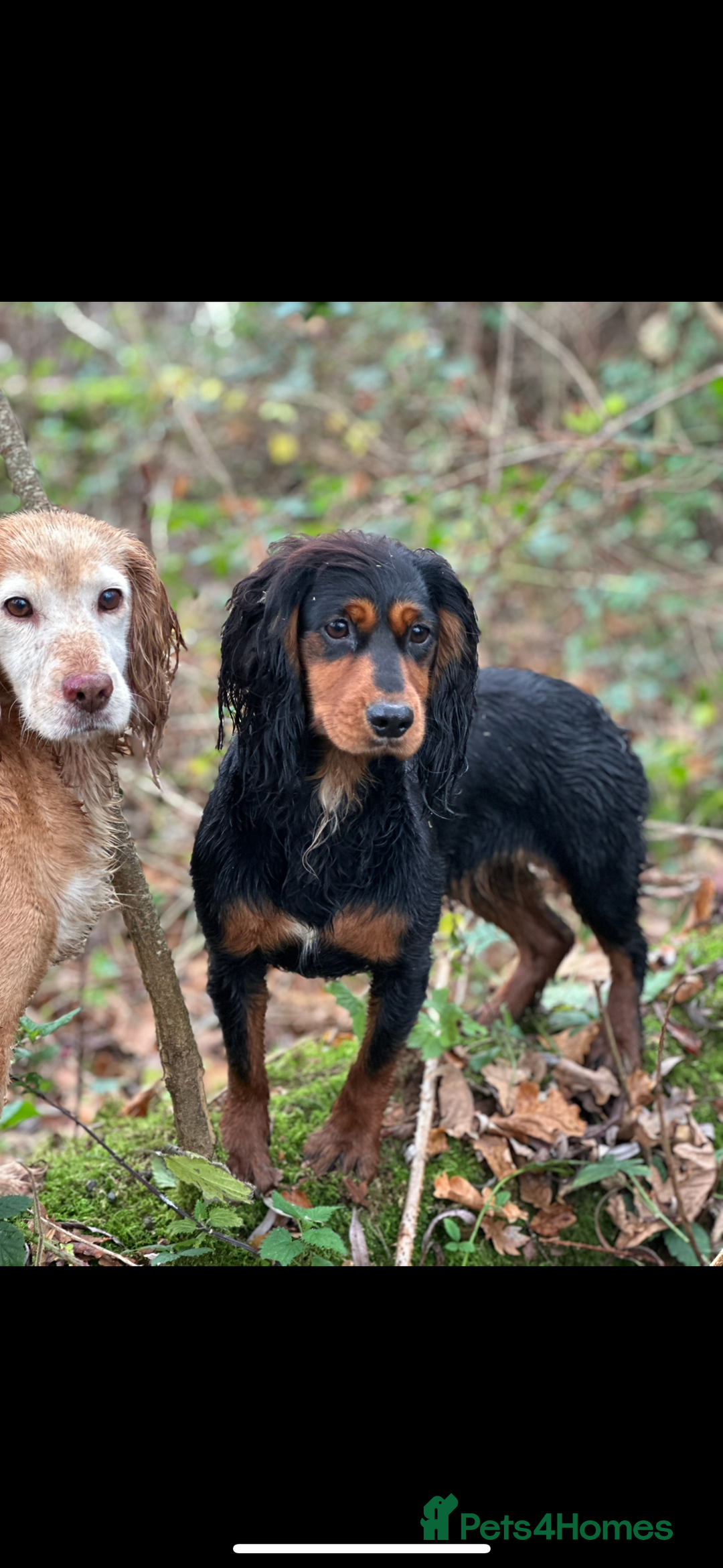 Cocker Spaniel dogs for sale: One beautiful working cocker girl  - Image 6