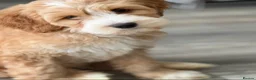 Labradoodle dogs for sale: Extensively health tests - guaranteed - Advert 2