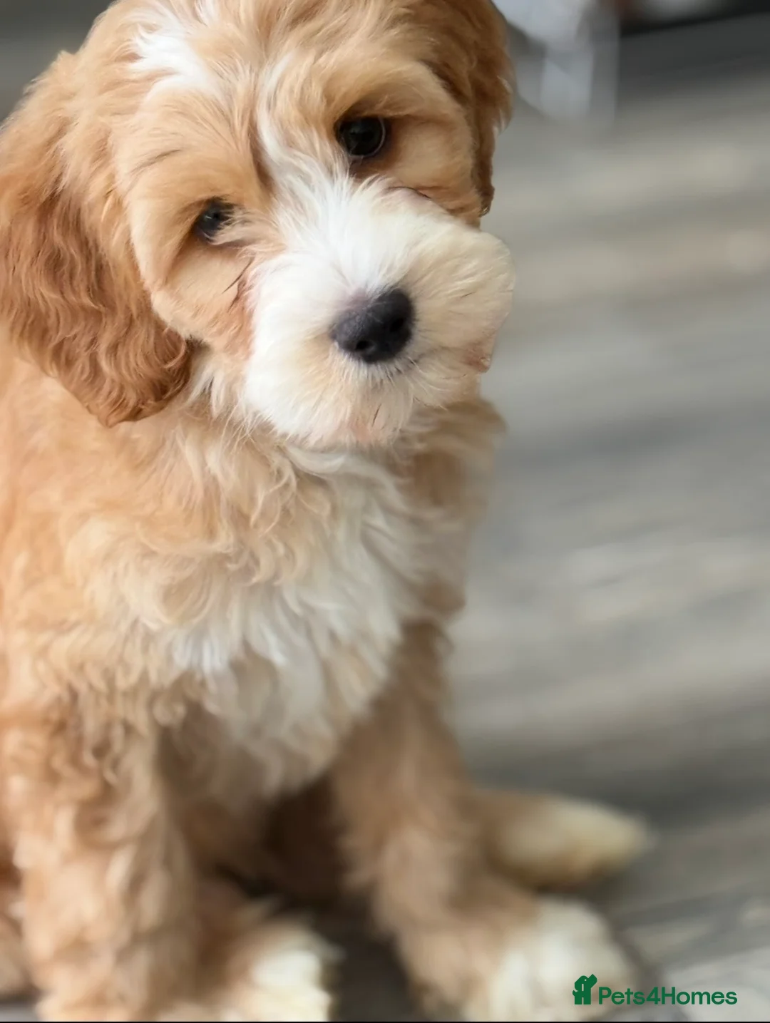 Labradoodle dogs for sale: Extensively health tests - guaranteed - Advert 2