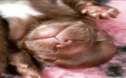Chihuahua dogs for sale: Beautiful chocolate long coat chihuahuas - Image 13