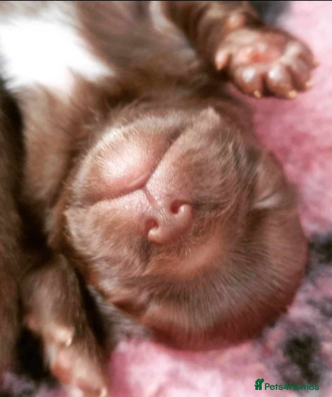 Chihuahua dogs for sale: Beautiful chocolate long coat chihuahuas - Image 13