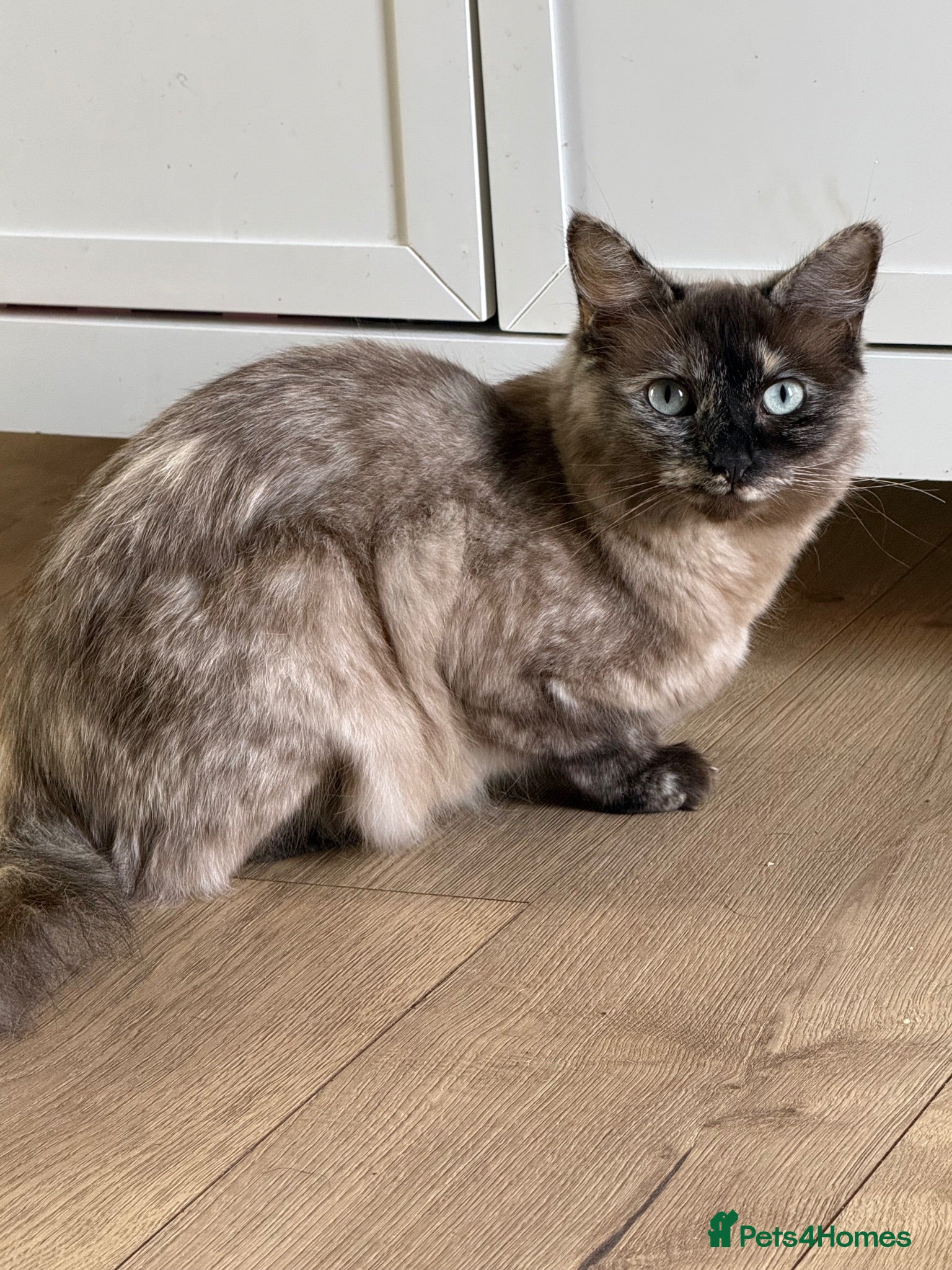 Ragdoll cats 2 year old beautiful ragdoll female  - Advert 1