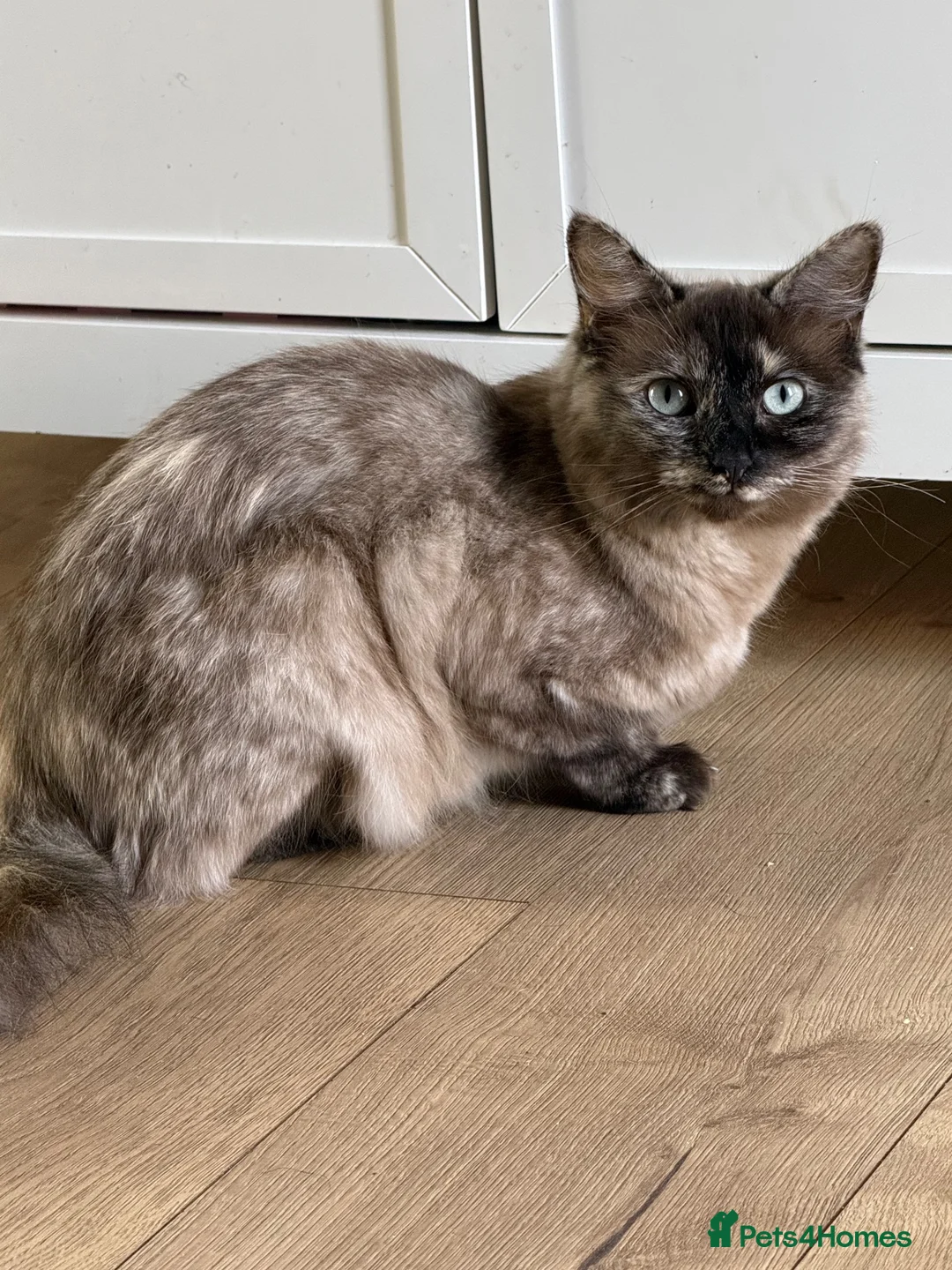 Ragdoll cats for sale: 2 year old beautiful ragdoll female  - Advert 1