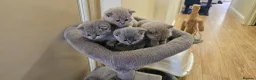 British Shorthair cats for sale: 8 BSH Kittens- 4 of them reserved - Advert 9