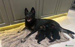 German Shepherd dogs for sale: Outstanding KC Working Line German Shepherd Pups - Image 11