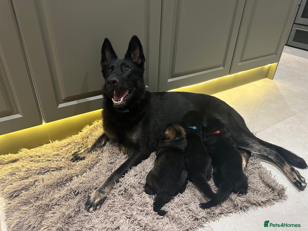 German Shepherd dogs for sale: Outstanding KC Working Line German Shepherd Pups - Image 11