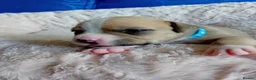 American Bully dogs for sale: Beautiful Pocket Bullies ABKC Registered  - Advert 14