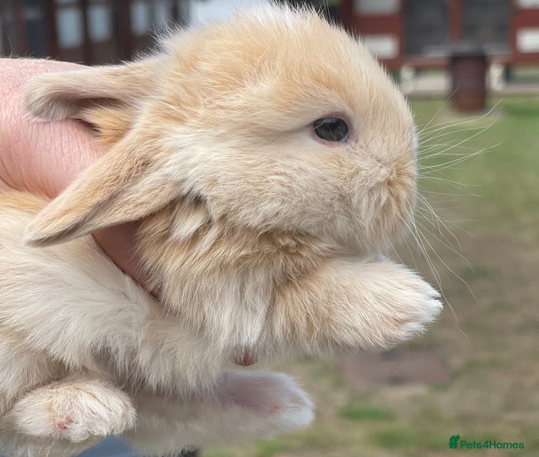 Mini Lop rabbits for sale: Baby mini lops ready to reserve !! - Image 16