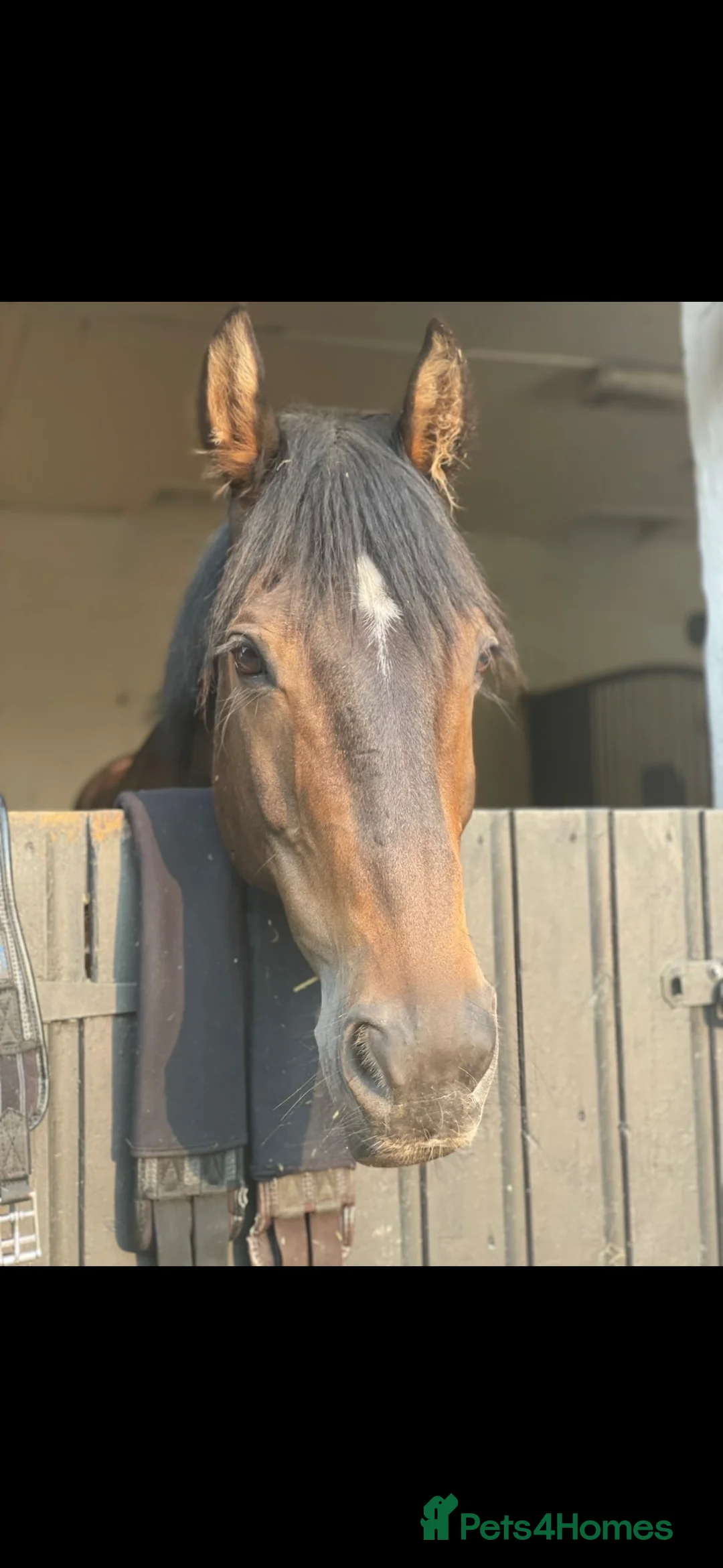 Other Breed horses for sale: 15.3h Bay gelding allrounder   - Advert 8