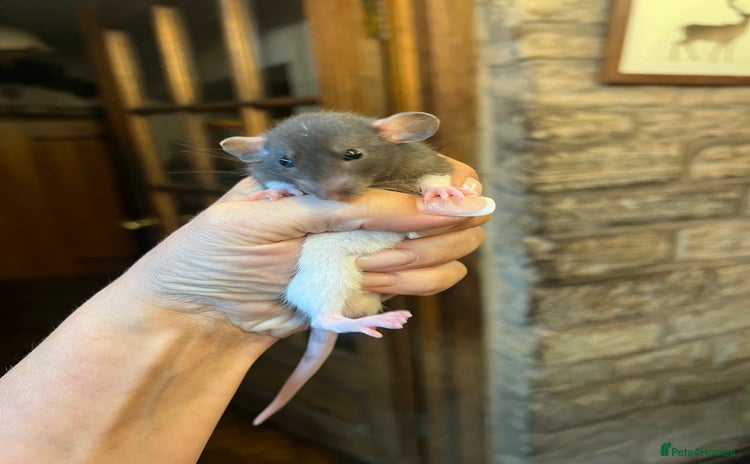 Rat rodents - Advert 5