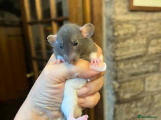 Rat rodents - Advert 28