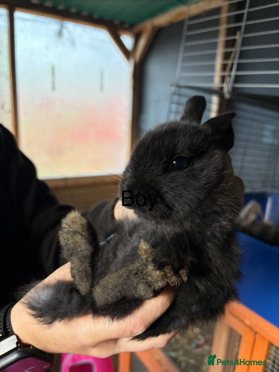 Mixed Breed rabbits for sale: 6 beautiful baby rabbit - Advert 17