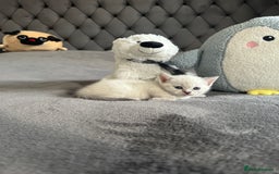 Scottish Fold cats for sale: Adorable playful scottish fold kittens  - Image 14