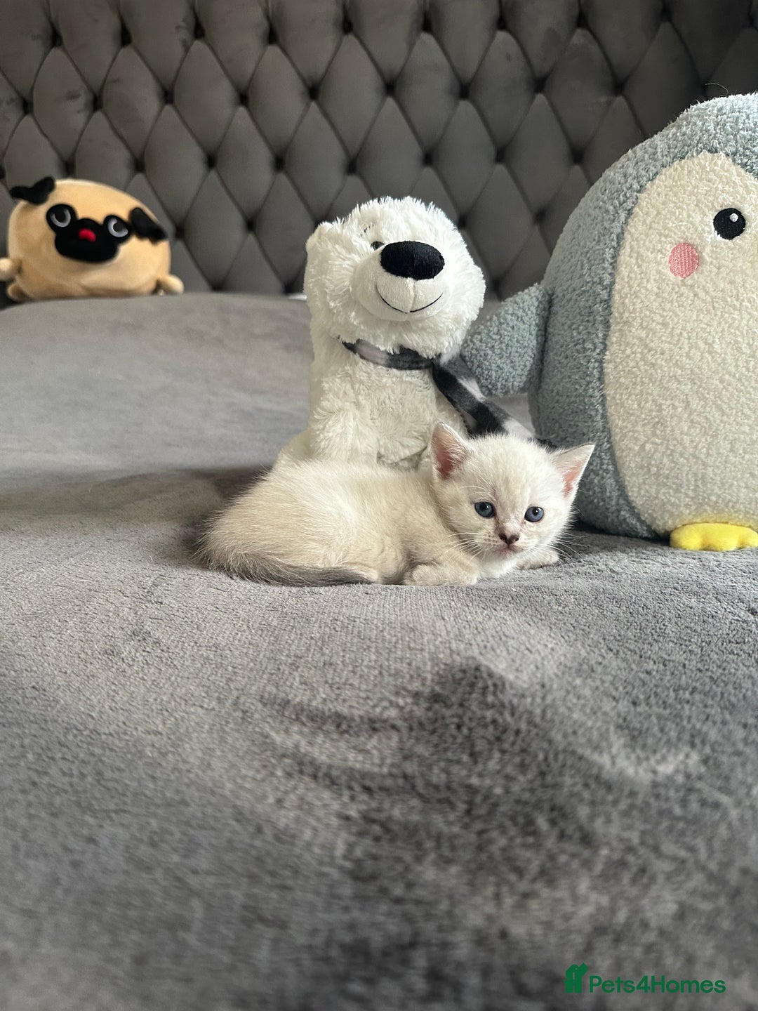 Scottish Fold cats for sale: Adorable playful scottish fold kittens  - Image 14