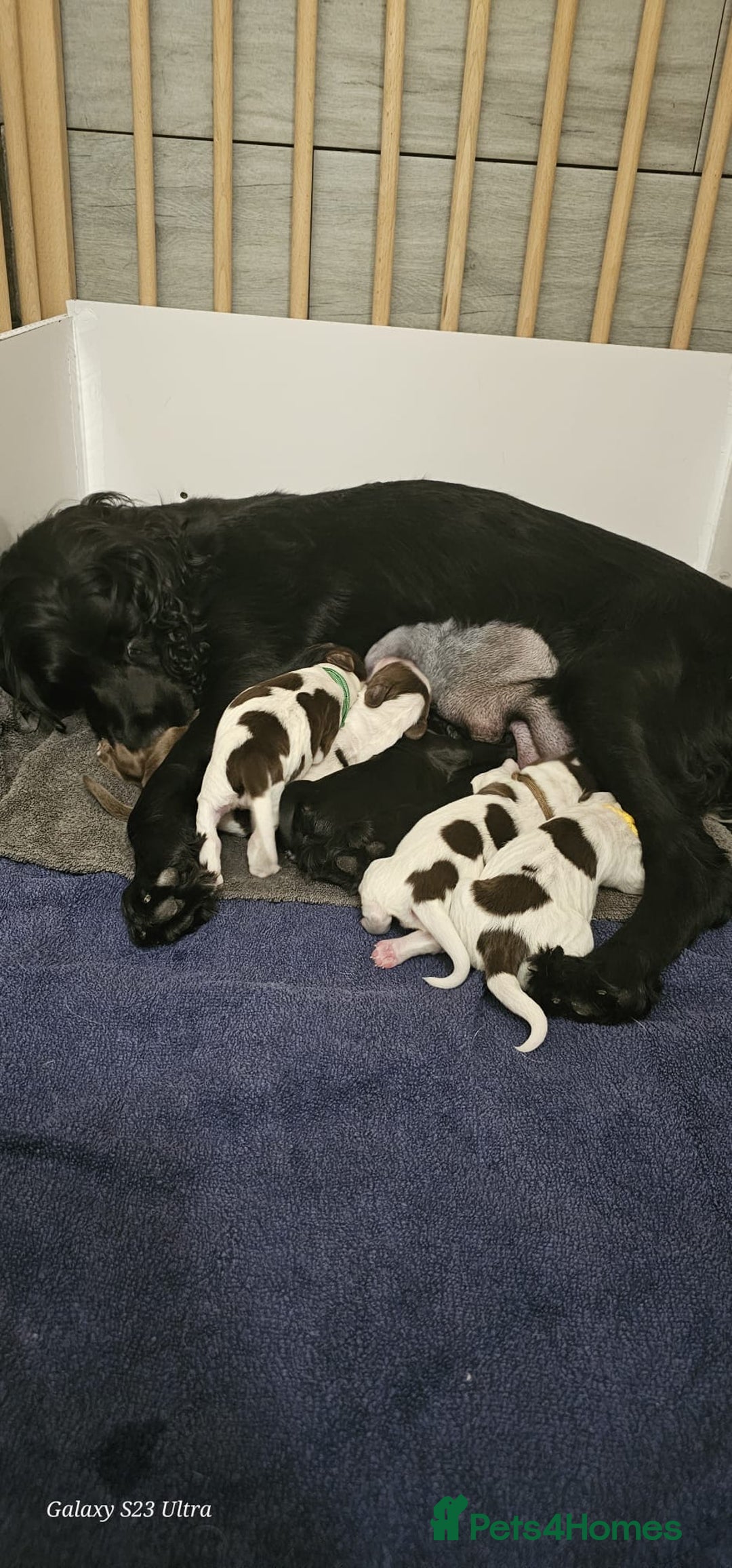 Sprocker dogs for sale: Adorable Sprocker Puppies  - Image 23