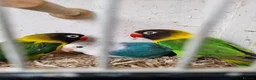 Lovebirds birds for sale: 5 lovebirds for sale large cage, unsure of sex - Advert 1