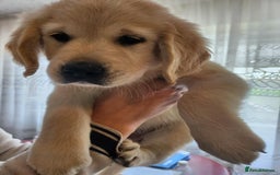 Golden Retriever dogs for sale: Golden Retriever puppies - Last Girls - Image 13