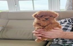 Cavapoo dogs for sale: TOY CAVAPOO DNA TESTED PARENTS AND GRANDPARENTS  - Image 13