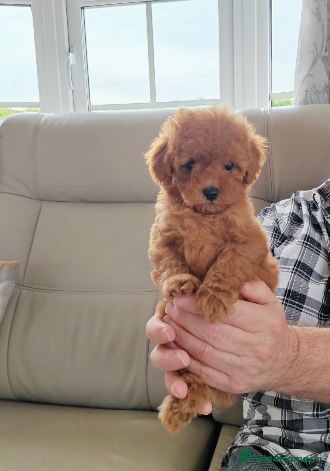 Cavapoo dogs for sale: TOY CAVAPOO DNA TESTED PARENTS AND GRANDPARENTS  - Image 13