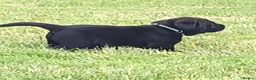 Labrador Retriever dogs for sale: Chunky labrador puppies for sale - Advert 1