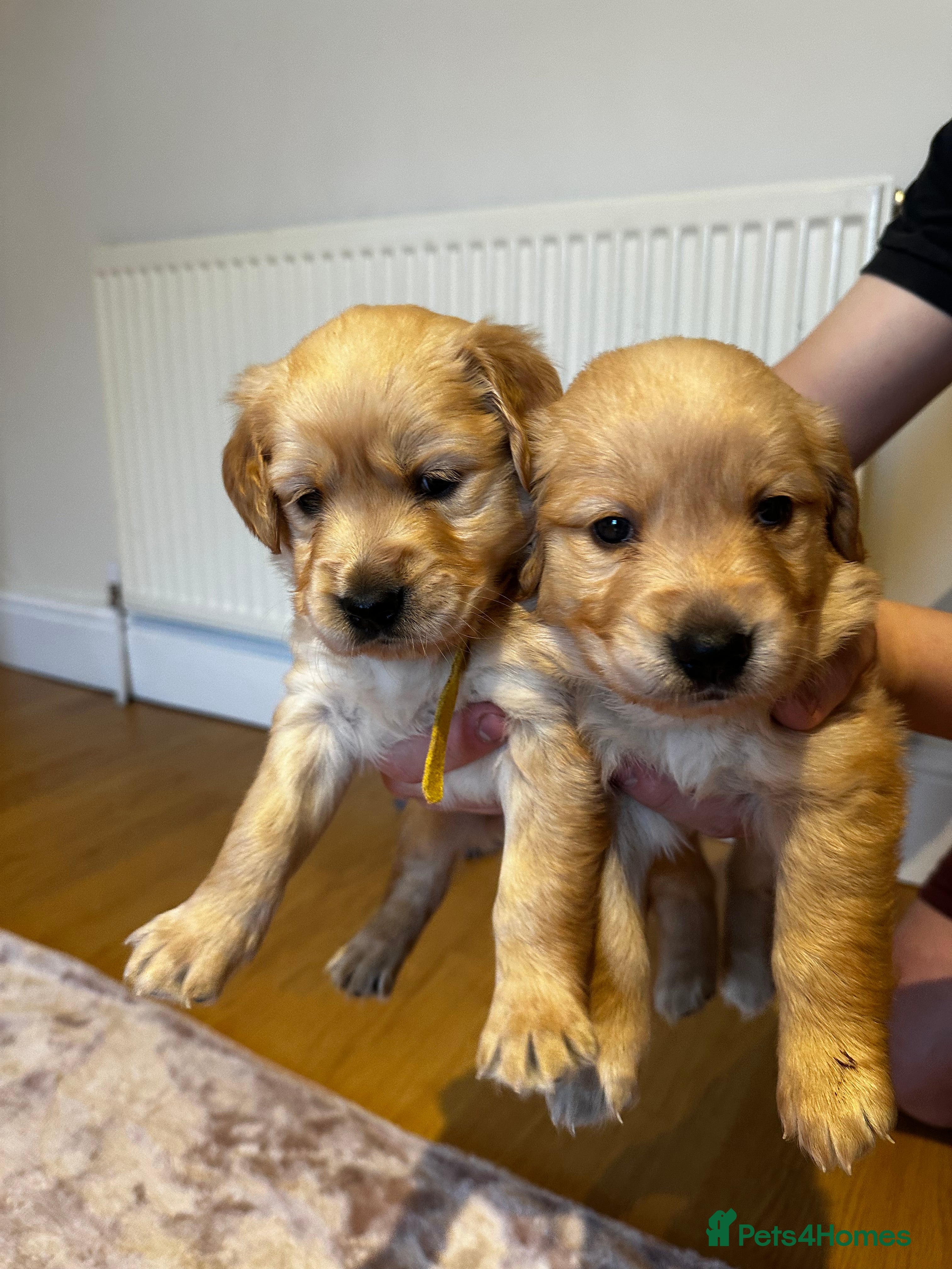 Golden Retriever dogs 2 GORGEOUS PUPS LEFT GOLDEN RETRIEVER KC reg  - Advert 17