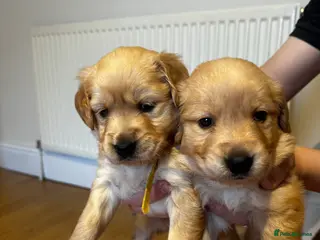 Golden Retriever dogs 2 GORGEOUS PUPS LEFT GOLDEN RETRIEVER KC reg - Advert 17