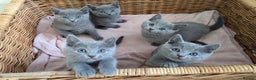 Russian Blue cats for sale: TICA Registered kittens  - Advert 13