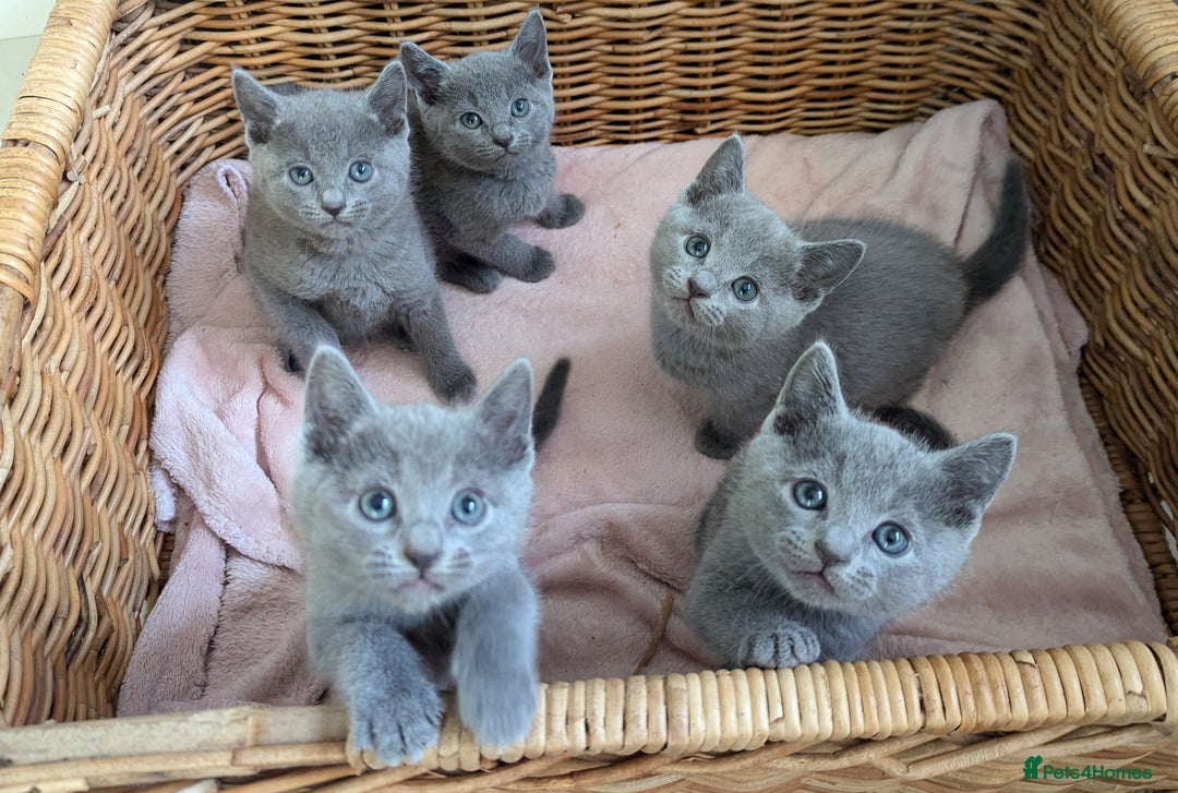 Russian Blue cats for sale: TICA Registered kittens  - Advert 13