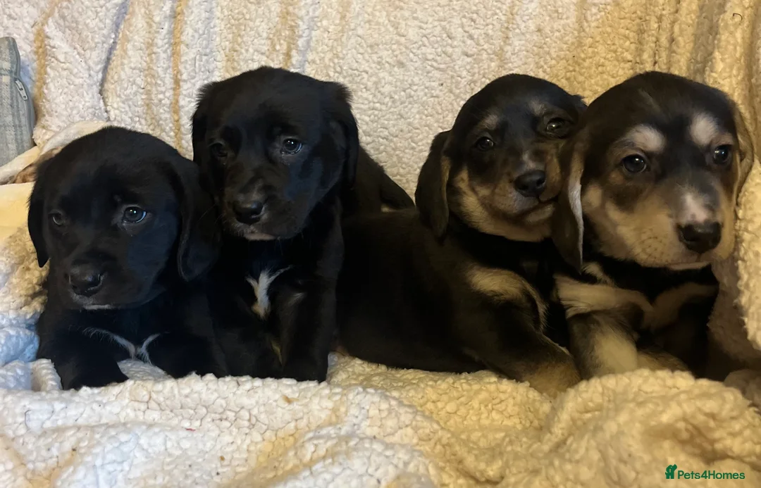 Beagle dogs for sale: Beagle x lab ready now  - Advert 2